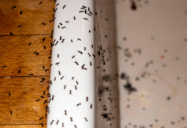 Wasp Removal Services in Atwater, MN